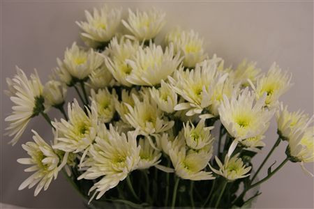 Chr T Delian White X5