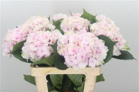 Eustoma Excal Rose Pink 70sm
