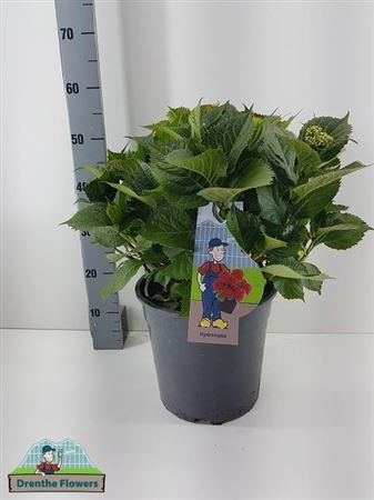 Hydrangea Leuchtfeuer 5+ 23/45
