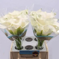 Zantedeschia S Capt Ventura X10 Holland