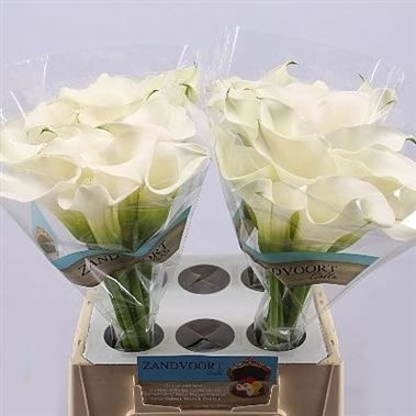 Zantedeschia S Capt Ventura X10 Holland
