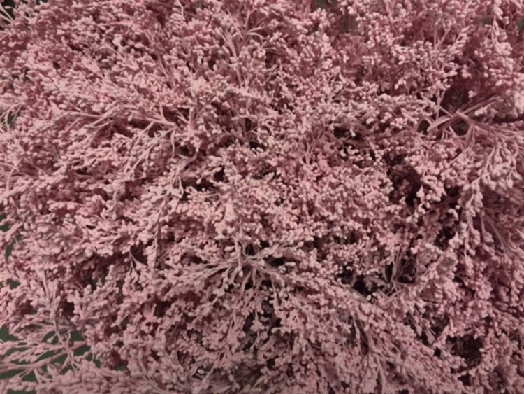 Solidago Ligth Rose 80 sm