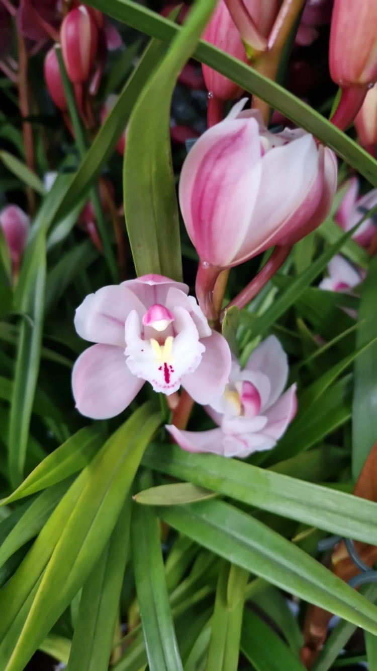 Cymbidium 1-tak Roze12/50