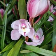 Cymbidium 1-tak Roze12/50 - зображення_viber_2025-03-09_15-18-40-470