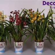 Cymbidium 1-tak Roze12/50 - 55155_big