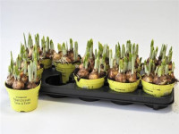 Narcis Tete A Tete 7/15