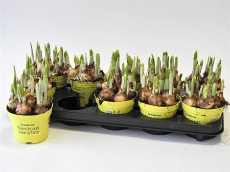 Narcis Tete A Tete 7/15