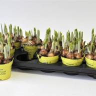 Narcis Tete A Tete 7/15 - X981274_H_1
