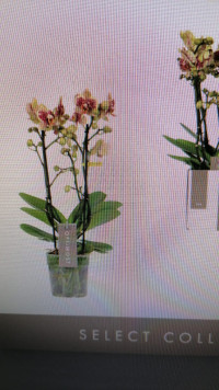 Phal 2-tak Tama 12/45