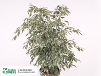 Ficus Be Profit 21/90