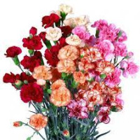 Dianthus MIX Cactus Colombia X25