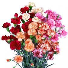 Dianthus MIX Cactus Colombia X25