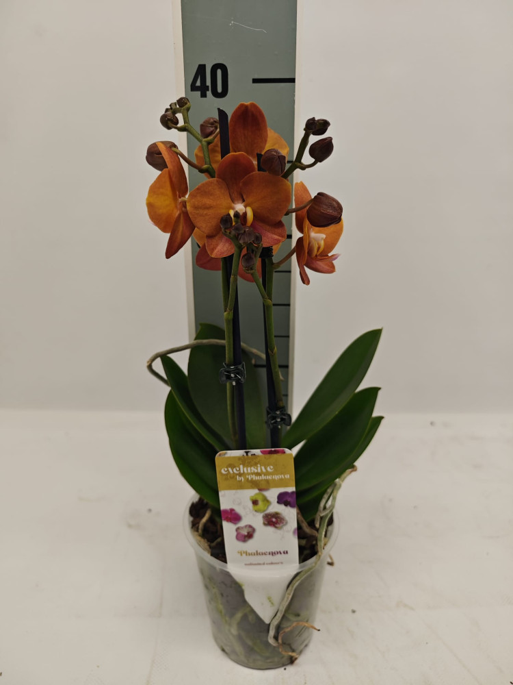 Phal 1/2-tak Phalaenova Oranje Red 12/65