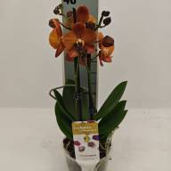 Phal 1/2-tak Phalaenova Oranje Red 12/65 - IMG-20240812-WA0016