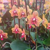 Phal 1/2-tak Phalaenova Oranje Red 12/65 - IMG-20250106-WA0017