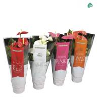 Anthurium An Mix 14/50 - 52cfd360-c95f-4c5e-903b-0d8404df03a0