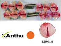 Anthurium Facetto