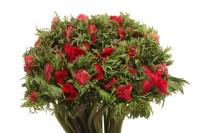 Anemone Mar Red 45sm