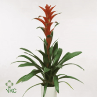 Guzmania Ostara 9/35