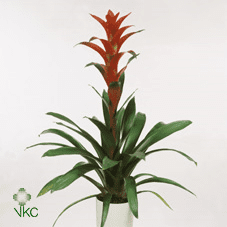 Guzmania Ostara 9/35