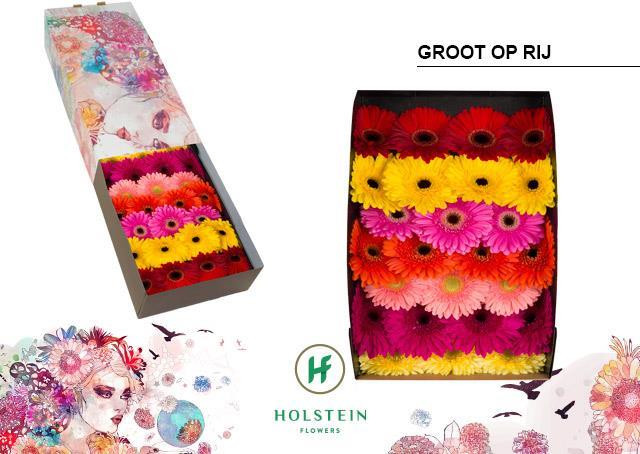 Gerbera Mini Moreno X30 Holland