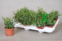 Ficus White Sunny 12