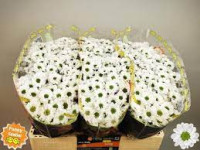 Chr Santini Aaa Florabell X25