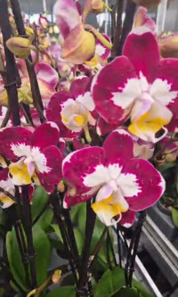 Phal 2-tak Decorum Paars White  12/75