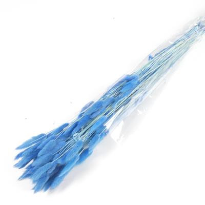 Lagurus Blue 70 cm Holland
