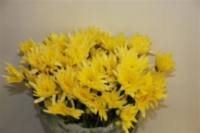 Chr T Delianne Yellow
