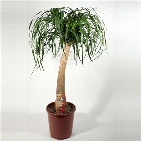 Beaucarnea (nolina)