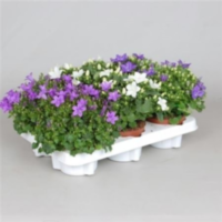 Campanula Gemengd In Tray