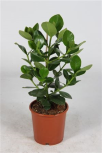 Clusia Rosea Princess 2pp (grower)