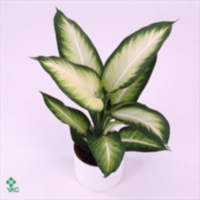 Dieffenbachia White Flame