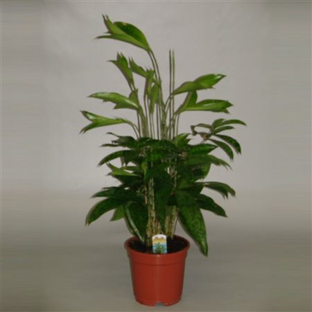 Dracaena Surculosa (decorum)
