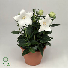 Platycodon Astra White 12/25
