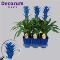 Guzmania Ocean Blue Blauw Luxe Keramiek (decorum)