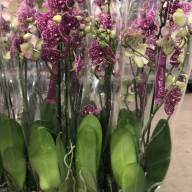 Phal 1-tak Wild-Cat Bohemian 12/70 - IMG-bb02c2345f3e95e3f4ee145cabb419a7-V