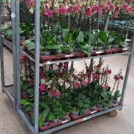 Phal 1-tak Wild-Cat Bohemian 12/70 - IMG-20241105-WA0012