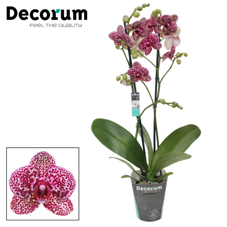 Phal 1-tak Wild-Cat Bohemian 12/70