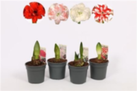 Hippeastrum 2 Knop (decorum)