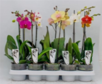 Phal 1-tak Ter Laak (limited)