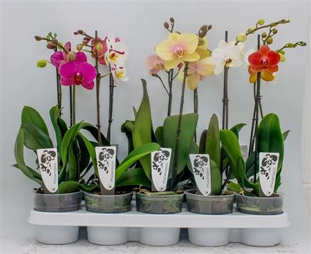 Phal 1-tak Ter Laak (limited)