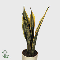 Sansevieria 19/70