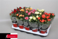 Rosa Grande Kordana (clock)