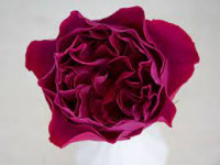 Rose Austin Kate 50 sm