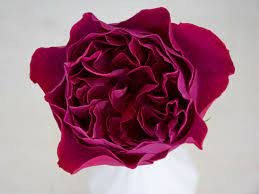 Rose Austin Kate 50 sm