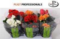 Begonia Du Mix 13/30