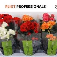 Begonia Du Mix 13/30 - BEGONIA DU GEM 13