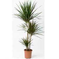Dracaena Marginata Bicolor 2pp 17/80